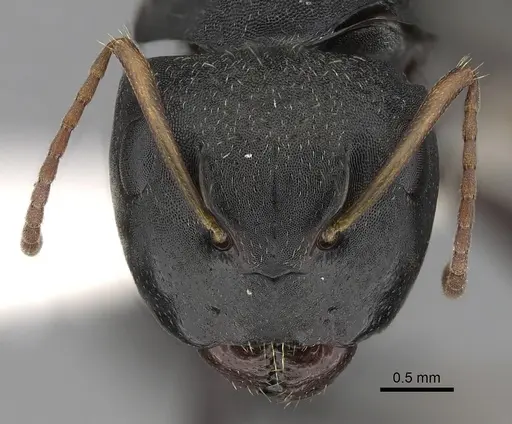 Camponotus augustei specimen CASENT0280083 image casent0280083_2