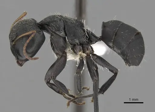 Camponotus augustei specimen CASENT0280083 image casent0280083_3