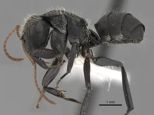 Camponotus augustei specimen CASENT0280084 image casent0280084_3