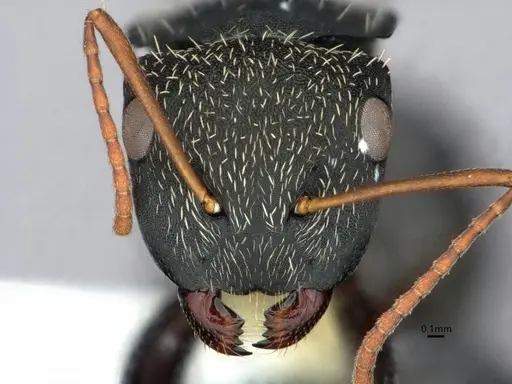 Camponotus augustei specimen CASENT0882060 image casent0882060_2