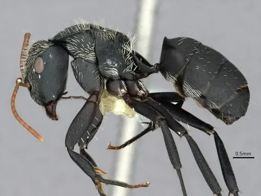Camponotus augustei specimen CASENT0882060 image casent0882060_3