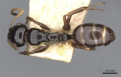 Camponotus aurelianus specimen CASENT0910598 image casent0910598_1