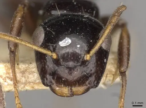 Camponotus aurelianus specimen CASENT0910598 image casent0910598_2