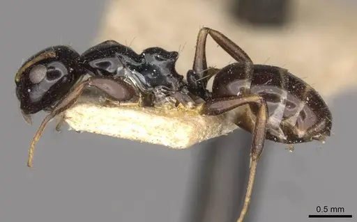 Camponotus aurelianus specimen CASENT0910598 image casent0910598_3