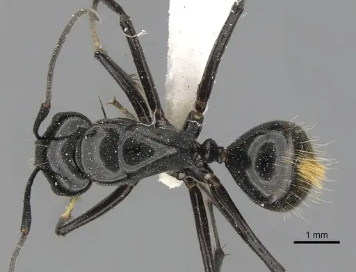 Camponotus aureopilus specimen CASENT0280229 image casent0280229_1