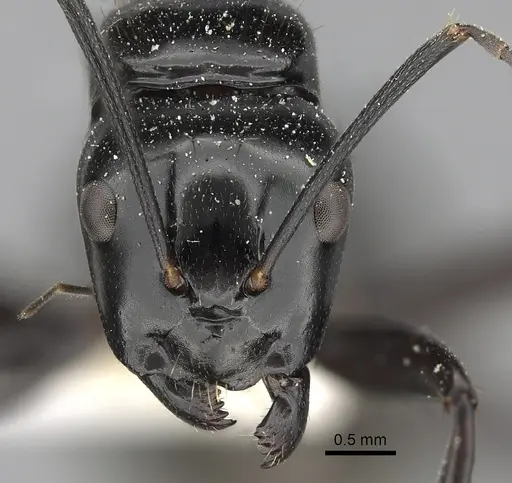 Camponotus aureopilus specimen CASENT0280229 image casent0280229_2
