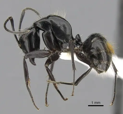Camponotus aureopilus specimen CASENT0280229 image casent0280229_3