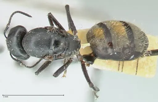 Camponotus aureopilus specimen FOCOL2259 image focol2259_1