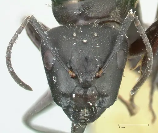 Camponotus aureopilus specimen FOCOL2259 image focol2259_2