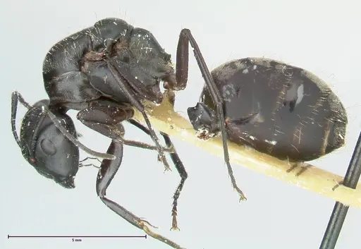 Camponotus aureopilus specimen FOCOL2259 image focol2259_3
