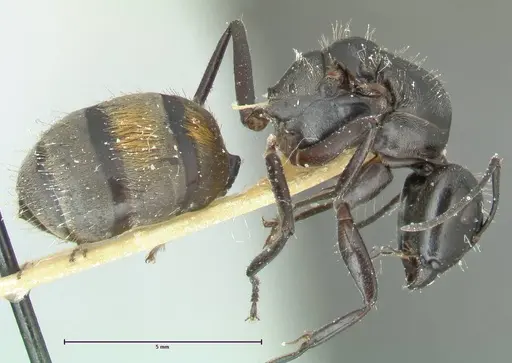 Camponotus aureopilus specimen FOCOL2259 image focol2259_4