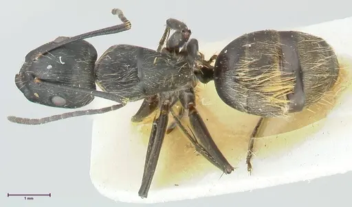 Camponotus aureopilus specimen FOCOL2260 image focol2260_1