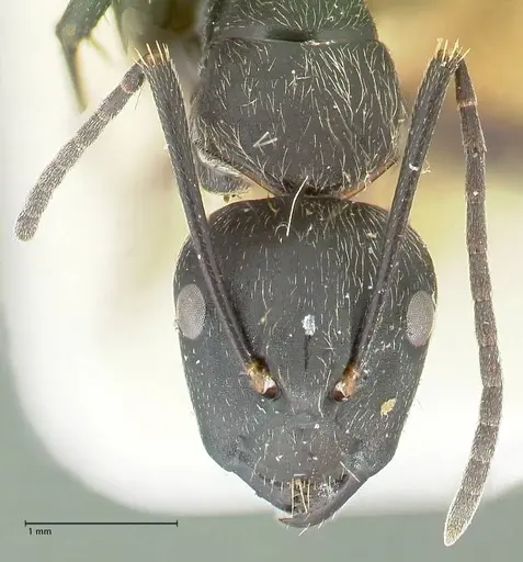 Camponotus aureopilus specimen FOCOL2260 image focol2260_2
