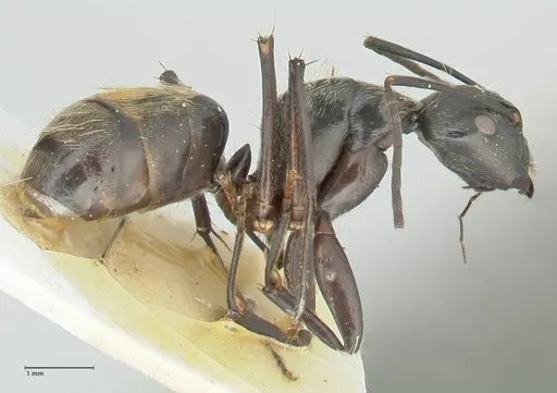 Camponotus aureopilus specimen FOCOL2260 image focol2260_3