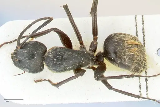Camponotus aureopilus specimen FOCOL2261 image focol2261_1