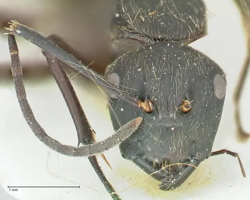 Camponotus aureopilus specimen FOCOL2261 image focol2261_2