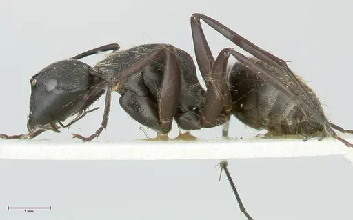 Camponotus aureopilus specimen FOCOL2261 image focol2261_3