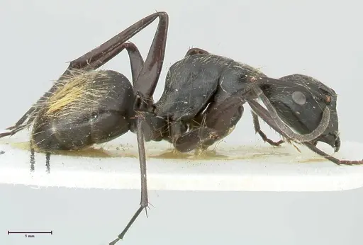 Camponotus aureopilus specimen FOCOL2261 image focol2261_4