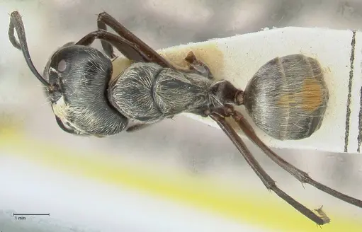 Camponotus aureopilus specimen FOCOL2262 image focol2262_1