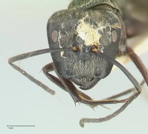 Camponotus aureopilus specimen FOCOL2262 image focol2262_2
