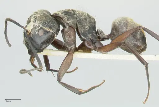 Camponotus aureopilus specimen FOCOL2262 image focol2262_3