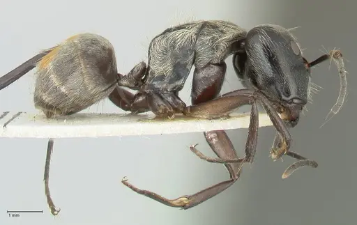 Camponotus aureopilus specimen FOCOL2262 image focol2262_4