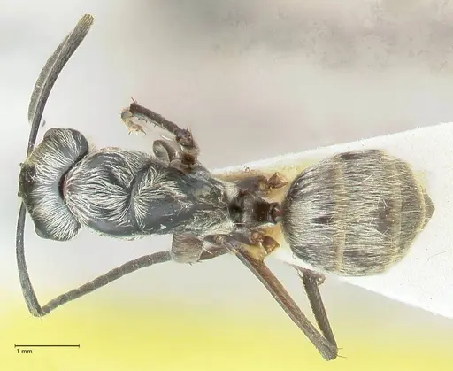 Camponotus aureopilus specimen FOCOL2263 image focol2263_1