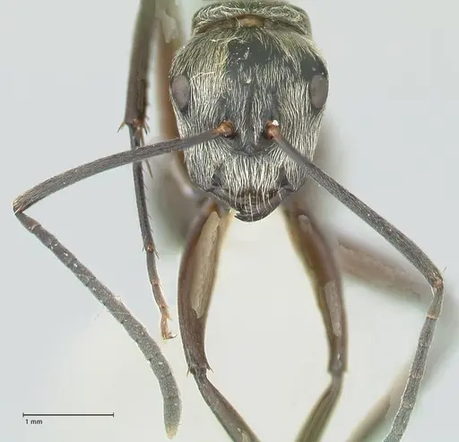 Camponotus aureopilus specimen FOCOL2263 image focol2263_2