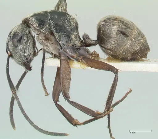 Camponotus aureopilus specimen FOCOL2263 image focol2263_3