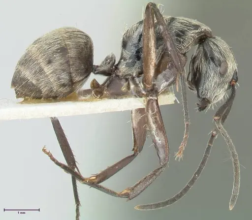 Camponotus aureopilus specimen FOCOL2263 image focol2263_4