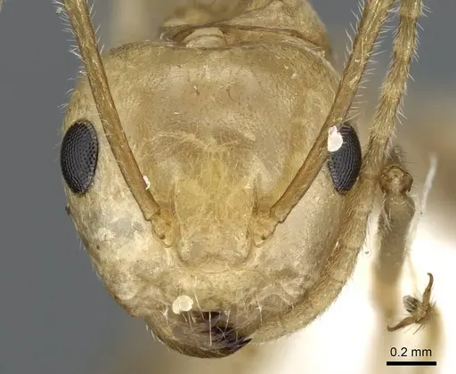 Camponotus aureus specimen CASENT0905895 image casent0905895_2