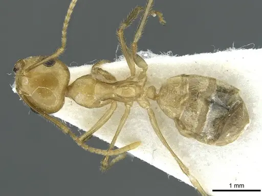 Camponotus aureus specimen CASENT0911633 image casent0911633_1