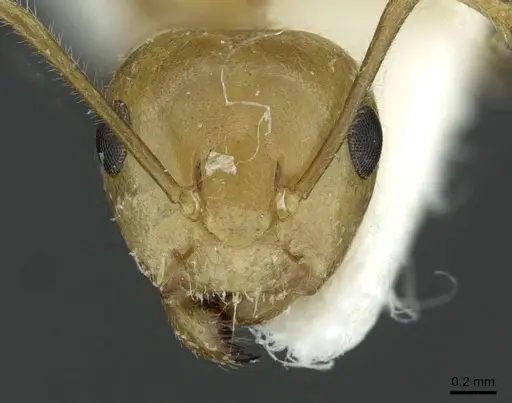 Camponotus aureus specimen CASENT0911633 image casent0911633_2