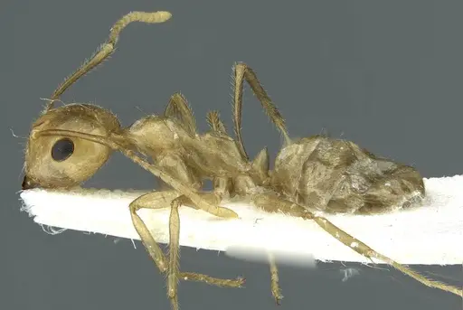 Camponotus aureus specimen CASENT0911633 image casent0911633_3