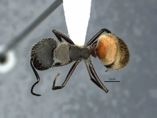 Camponotus auricomus specimen CASENT0882063 image casent0882063_1