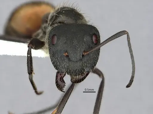Camponotus auricomus specimen CASENT0882063 image casent0882063_2