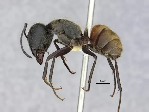 Camponotus auricomus specimen CASENT0882063 image casent0882063_3