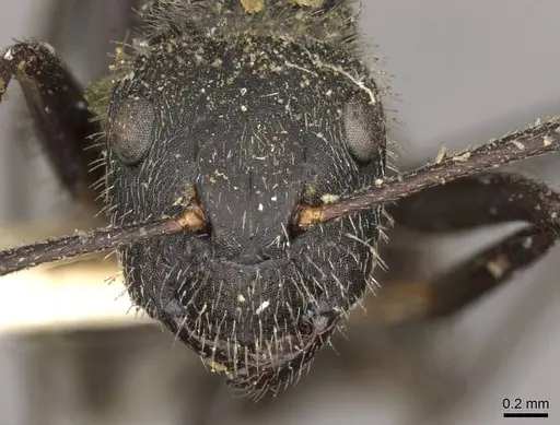 Camponotus auricomus specimen CASENT0910679 image casent0910679_2