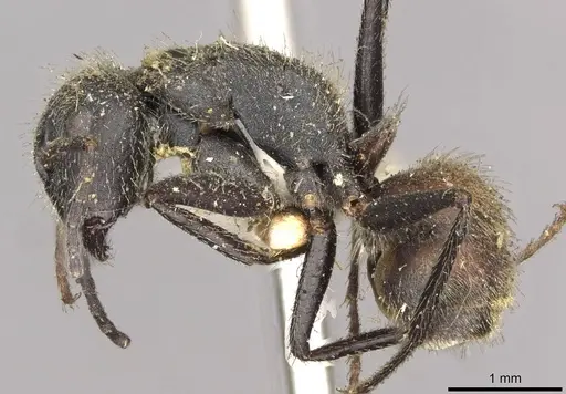 Camponotus auricomus specimen CASENT0910679 image casent0910679_3