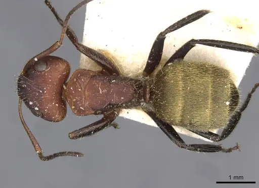 Camponotus auricomus specimen CASENT0910680 image casent0910680_1