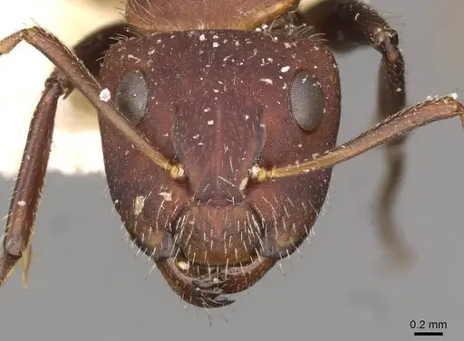 Camponotus auricomus specimen CASENT0910680 image casent0910680_2