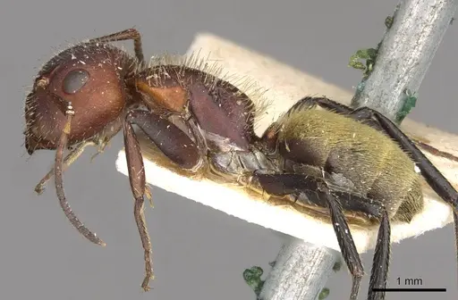 Camponotus auricomus specimen CASENT0910680 image casent0910680_3