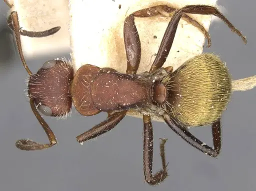 Camponotus auricomus specimen CASENT0910681 image casent0910681_1