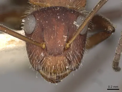 Camponotus auricomus specimen CASENT0910681 image casent0910681_2