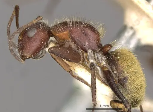 Camponotus auricomus specimen CASENT0910681 image casent0910681_3