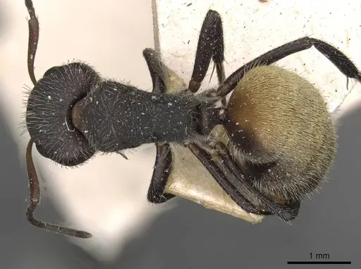 Camponotus auricomus specimen CASENT0910682 image casent0910682_1