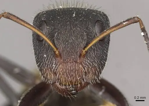 Camponotus auricomus specimen CASENT0910682 image casent0910682_2