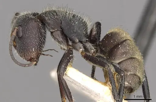 Camponotus auricomus specimen CASENT0910682 image casent0910682_3