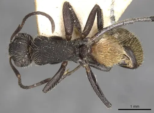Camponotus auricomus specimen CASENT0910683 image casent0910683_1