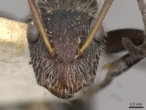 Camponotus auricomus specimen CASENT0910683 image casent0910683_2